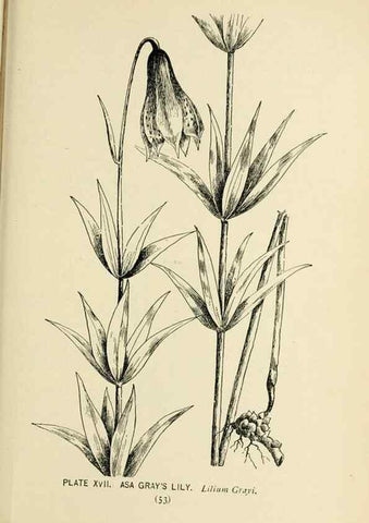 Reproducción/Reproduction 8427224560: Southern wild flowers and trees,. New York,Stokes[1901]