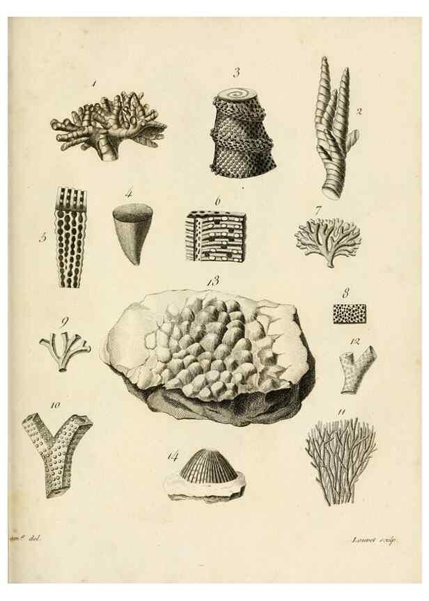 Reproducción/Reproduction 8424311918: Exposition méthodique des genres de l'ordre des polypiers :. Paris :Agasse,1821.