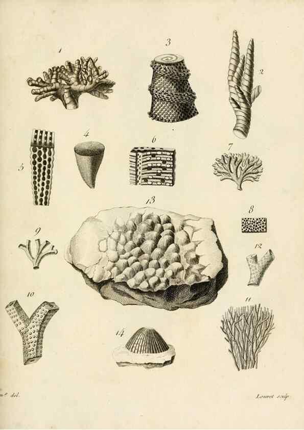 Reproducción/Reproduction 8424311918: Exposition méthodique des genres de l'ordre des polypiers :. Paris :Agasse,1821.