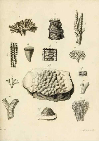 Reproducción/Reproduction 8424311918: Exposition méthodique des genres de l'ordre des polypiers :. Paris :Agasse,1821.