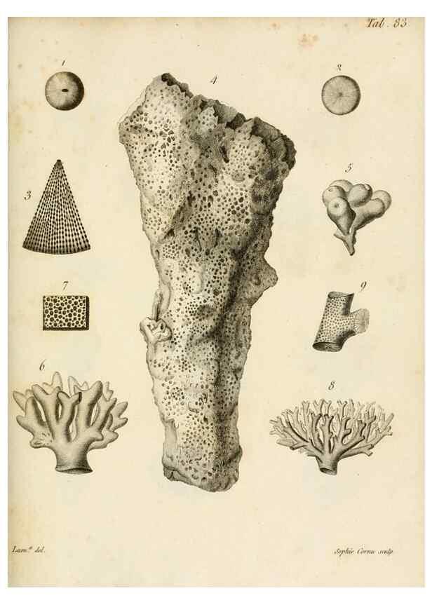 Reproducción/Reproduction 8424312332: Exposition méthodique des genres de l'ordre des polypiers :. Paris :Agasse,1821.