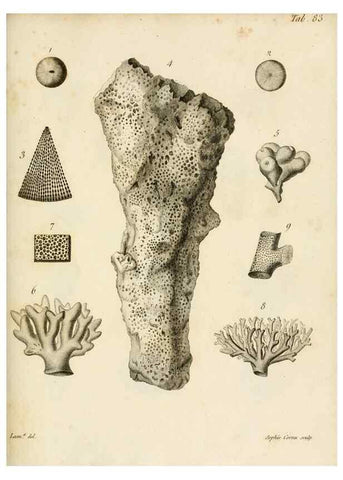 Reproducción/Reproduction 8424312332: Exposition méthodique des genres de l'ordre des polypiers :. Paris :Agasse,1821.