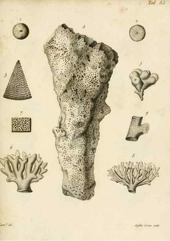 Reproducción/Reproduction 8424312332: Exposition méthodique des genres de l'ordre des polypiers :. Paris :Agasse,1821.