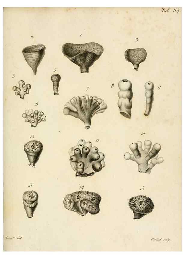 Reproducción/Reproduction 8424312698: Exposition méthodique des genres de l'ordre des polypiers :. Paris :Agasse,1821.