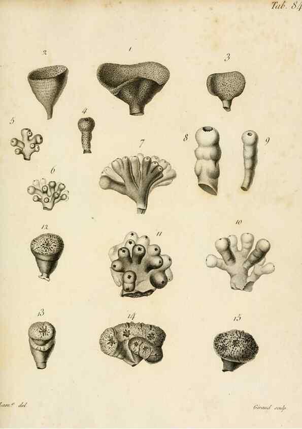 Reproducción/Reproduction 8424312698: Exposition méthodique des genres de l'ordre des polypiers :. Paris :Agasse,1821.