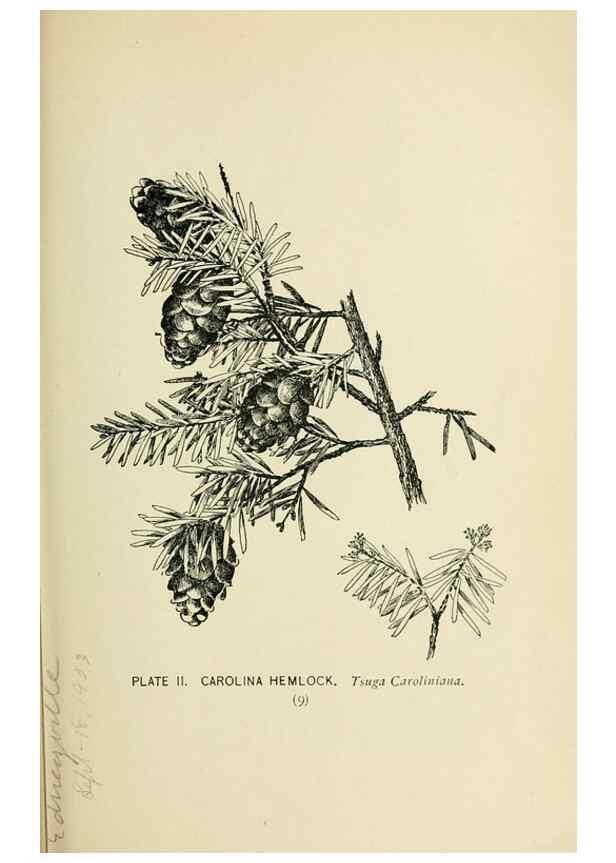 Reproducción/Reproduction 8427215756: Southern wild flowers and trees,. New York,Stokes[1901]