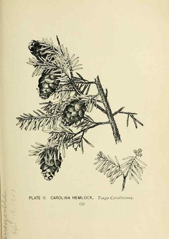 Reproducción/Reproduction 8427215756: Southern wild flowers and trees,. New York,Stokes[1901]