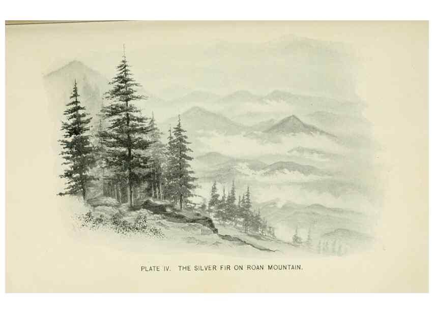 Reproducción/Reproduction 8426125763: Southern wild flowers and trees,. New York,Stokes[1901]