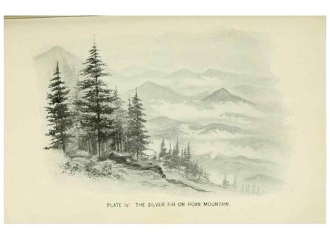 Reproducción/Reproduction 8426125763: Southern wild flowers and trees,. New York,Stokes[1901]