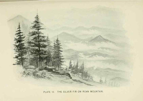 Reproducción/Reproduction 8426125763: Southern wild flowers and trees,. New York,Stokes[1901]