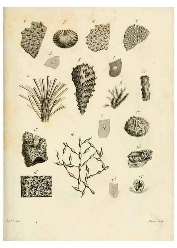 Reproducción/Reproduction 8423220747: Exposition méthodique des genres de l'ordre des polypiers :. Paris :Agasse,1821.