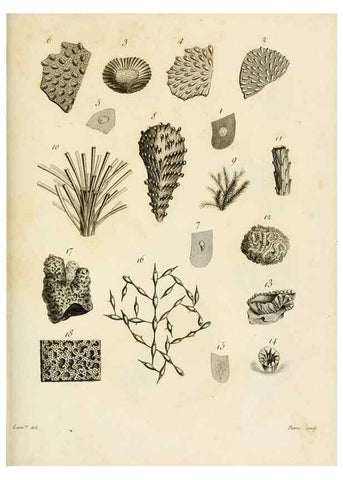 Reproducción/Reproduction 8423220747: Exposition méthodique des genres de l'ordre des polypiers :. Paris :Agasse,1821.