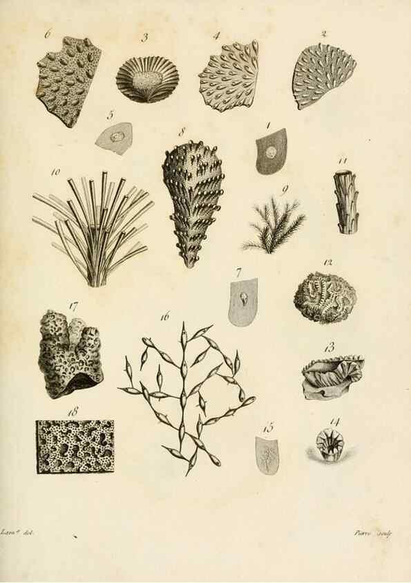 Reproducción/Reproduction 8423220747: Exposition méthodique des genres de l'ordre des polypiers :. Paris :Agasse,1821.