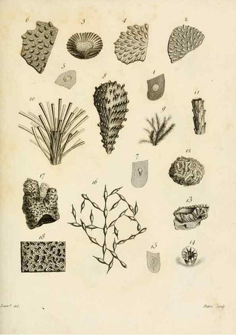 Reproducción/Reproduction 8423220747: Exposition méthodique des genres de l'ordre des polypiers :. Paris :Agasse,1821.