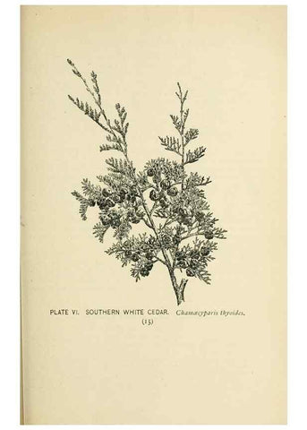 Reproducción/Reproduction 8426126877: Southern wild flowers and trees,. New York,Stokes[1901]