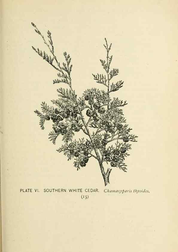 Reproducción/Reproduction 8426126877: Southern wild flowers and trees,. New York,Stokes[1901]