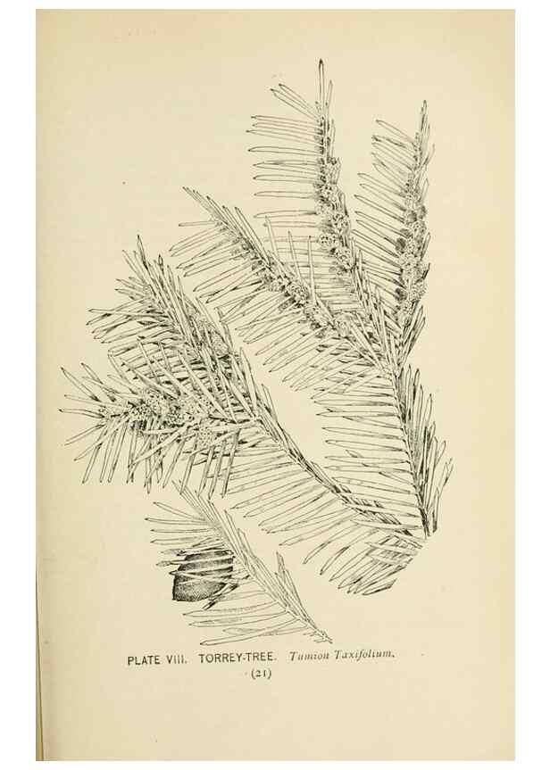 Reproducción/Reproduction 8426127845: Southern wild flowers and trees,. New York,Stokes[1901]
