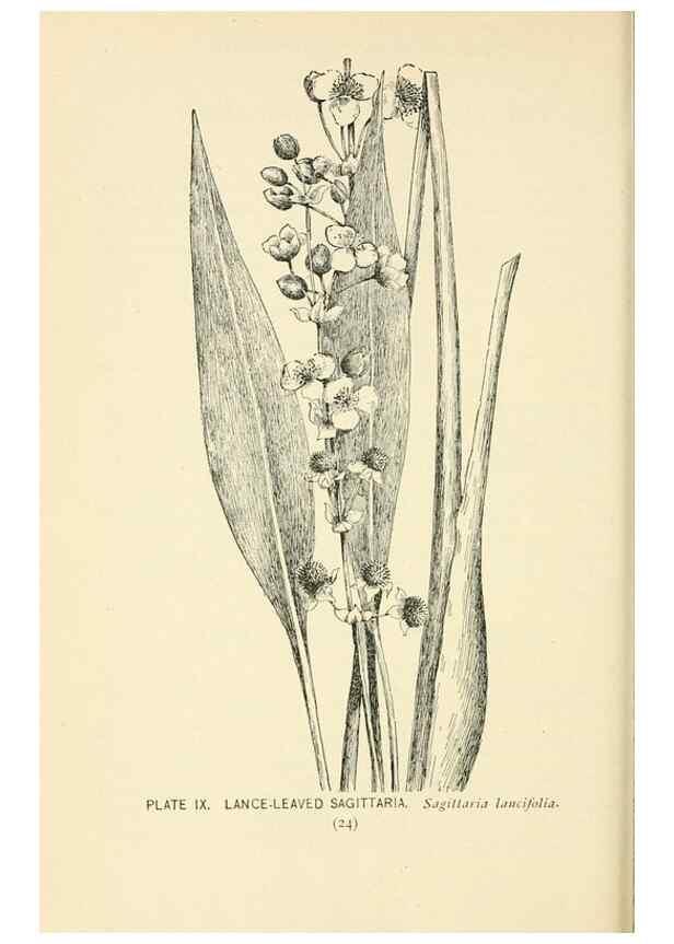 Reproducción/Reproduction 8426128305: Southern wild flowers and trees,. New York,Stokes[1901]