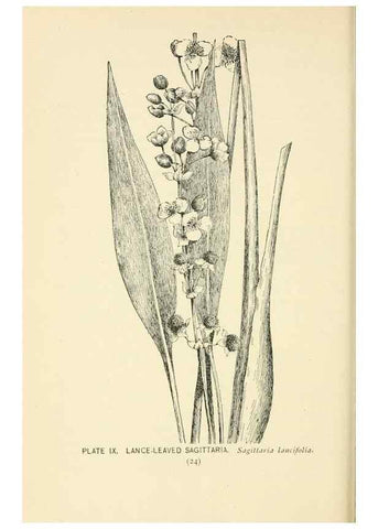 Reproducción/Reproduction 8426128305: Southern wild flowers and trees,. New York,Stokes[1901]