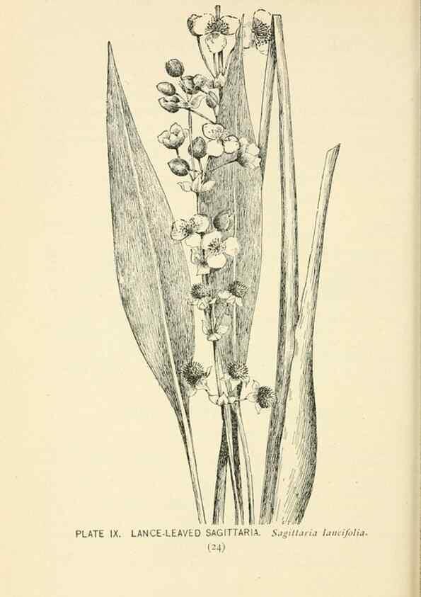 Reproducción/Reproduction 8426128305: Southern wild flowers and trees,. New York,Stokes[1901]