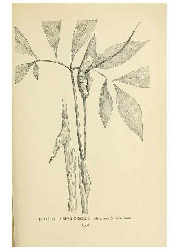 Reproducción/Reproduction 8426129645: Southern wild flowers and trees,. New York,Stokes[1901]