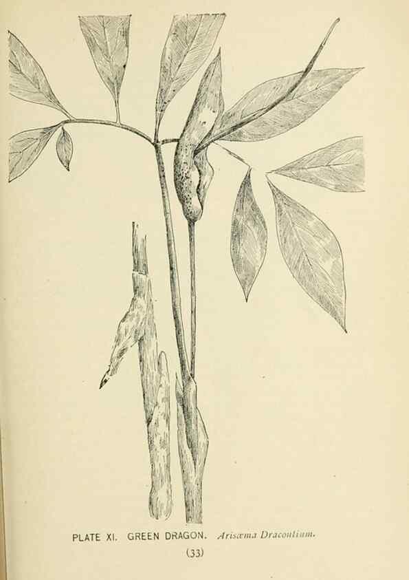 Reproducción/Reproduction 8426129645: Southern wild flowers and trees,. New York,Stokes[1901]