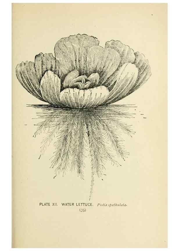 Reproducción/Reproduction 8427221408: Southern wild flowers and trees,. New York,Stokes[1901]