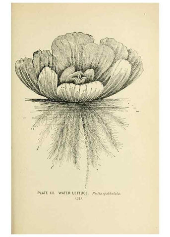 Reproducción/Reproduction 8427221408: Southern wild flowers and trees,. New York,Stokes[1901]