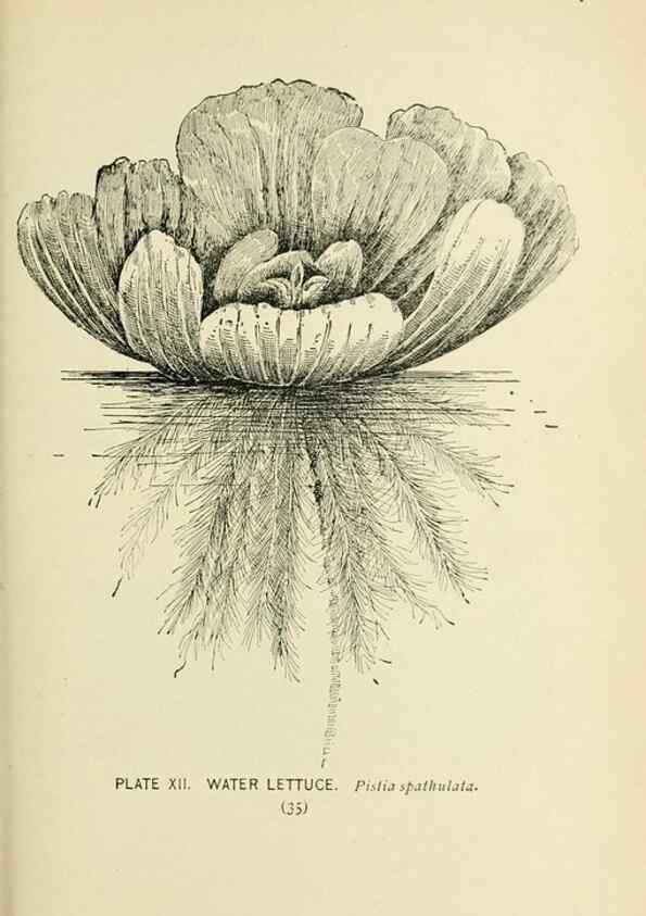 Reproducción/Reproduction 8427221408: Southern wild flowers and trees,. New York,Stokes[1901]