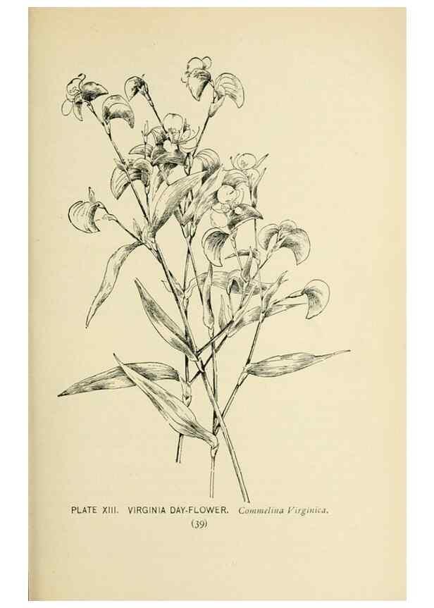 Reproducción/Reproduction 8427222044: Southern wild flowers and trees,. New York,Stokes[1901]