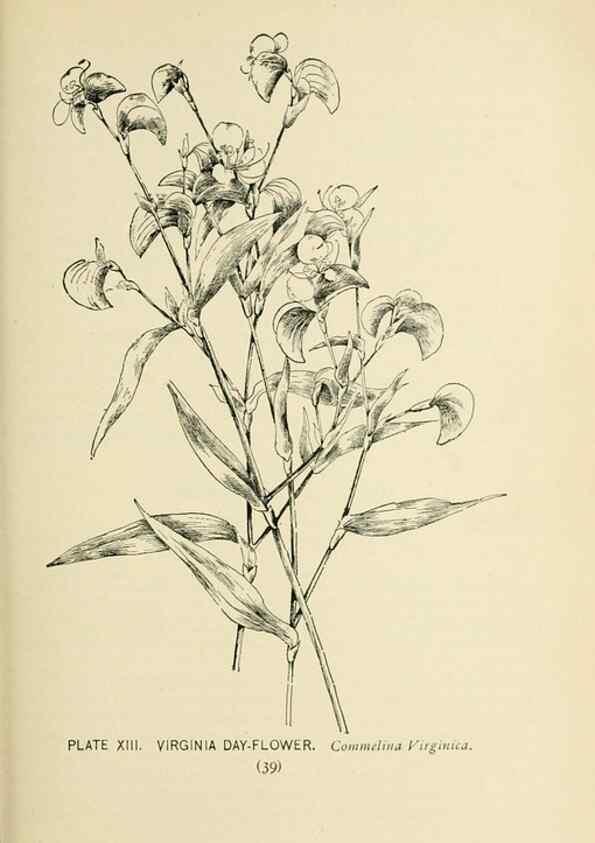 Reproducción/Reproduction 8427222044: Southern wild flowers and trees,. New York,Stokes[1901]