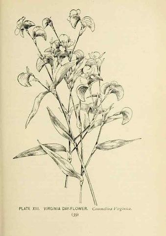Reproducción/Reproduction 8427222044: Southern wild flowers and trees,. New York,Stokes[1901]