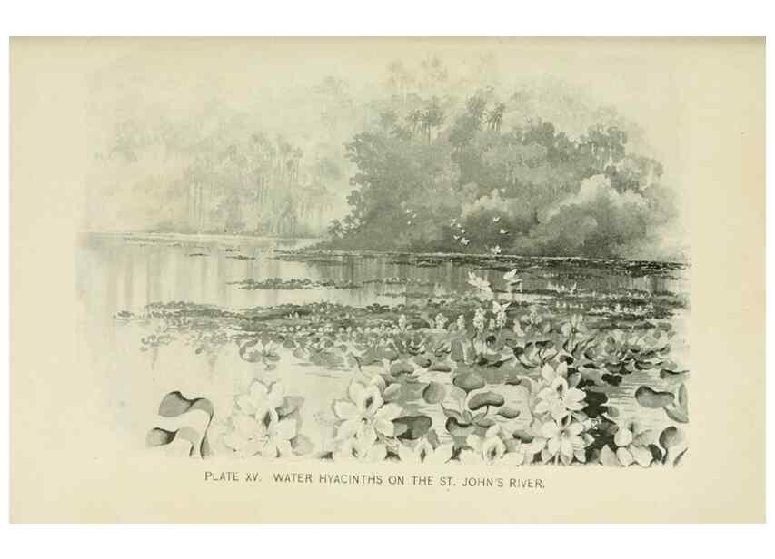 Reproducción/Reproduction 8426132379: Southern wild flowers and trees,. New York,Stokes[1901]