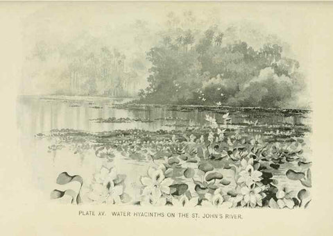 Reproducción/Reproduction 8426132379: Southern wild flowers and trees,. New York,Stokes[1901]