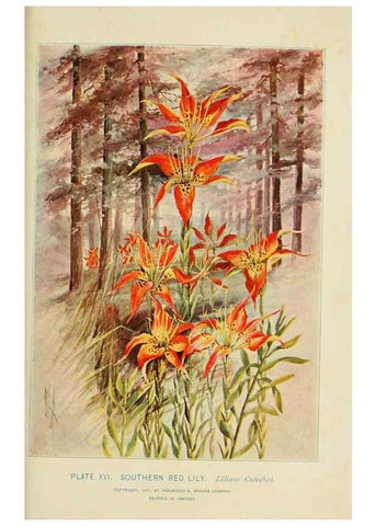Reproducción/Reproduction 8427224114: Southern wild flowers and trees,. New York,Stokes[1901]