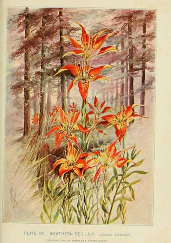 Reproducción/Reproduction 8427224114: Southern wild flowers and trees,. New York,Stokes[1901]