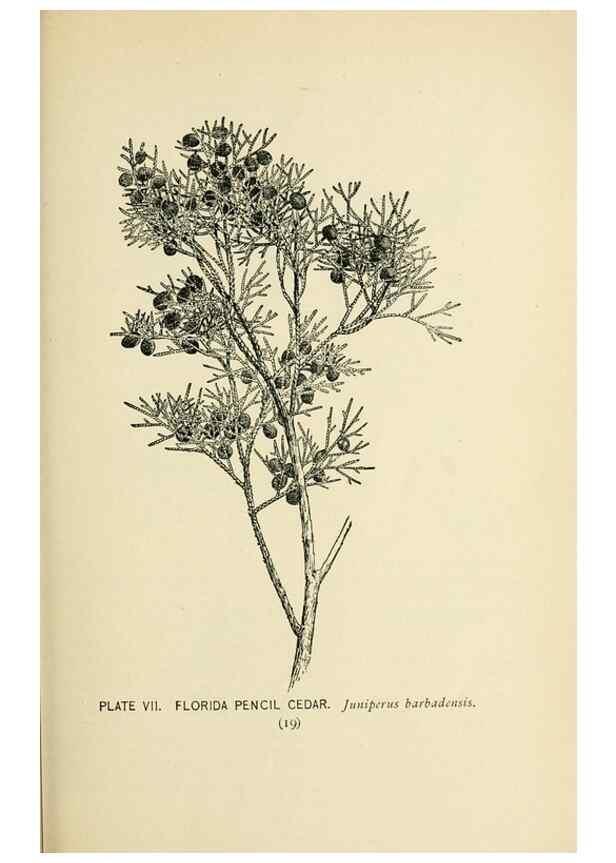 Reproducción/Reproduction 8427218534: Southern wild flowers and trees,. New York,Stokes[1901]