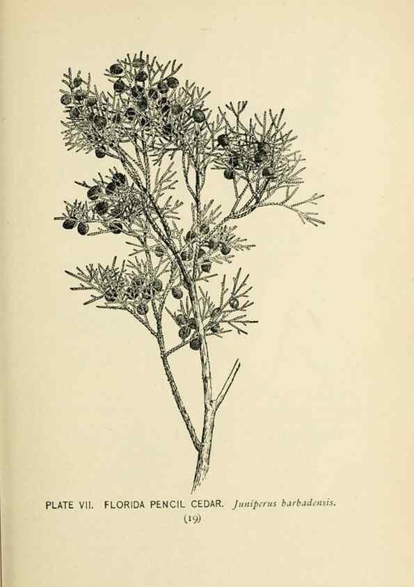 Reproducción/Reproduction 8427218534: Southern wild flowers and trees,. New York,Stokes[1901]