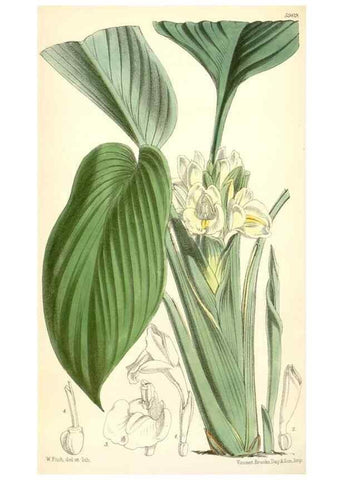 Reproducción/Reproduction 8393041160: Curtis's botanical magazine.. London ;New York [etc.] :Academic Press [etc.]