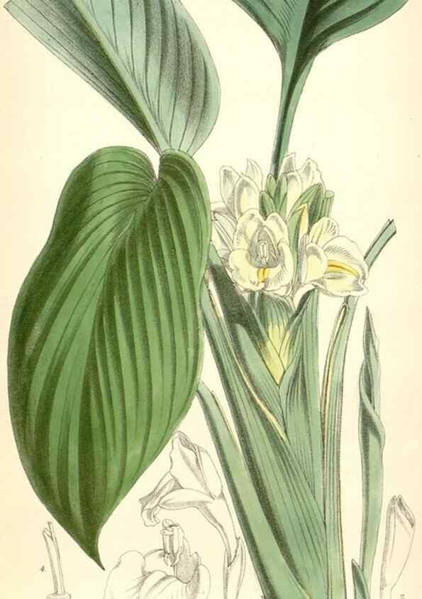 Reproducción/Reproduction 8393041160: Curtis's botanical magazine.. London ;New York [etc.] :Academic Press [etc.]