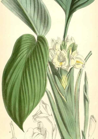 Reproducción/Reproduction 8393041160: Curtis's botanical magazine.. London ;New York [etc.] :Academic Press [etc.]