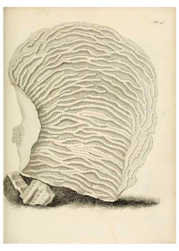 Reproducción/Reproduction 8423202659: Exposition méthodique des genres de l'ordre des polypiers :. Paris :Agasse,1821.