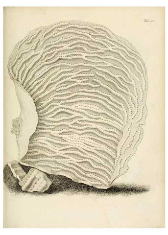 Reproducción/Reproduction 8423202659: Exposition méthodique des genres de l'ordre des polypiers :. Paris :Agasse,1821.