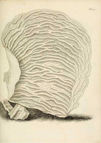 Reproducción/Reproduction 8423202659: Exposition méthodique des genres de l'ordre des polypiers :. Paris :Agasse,1821.