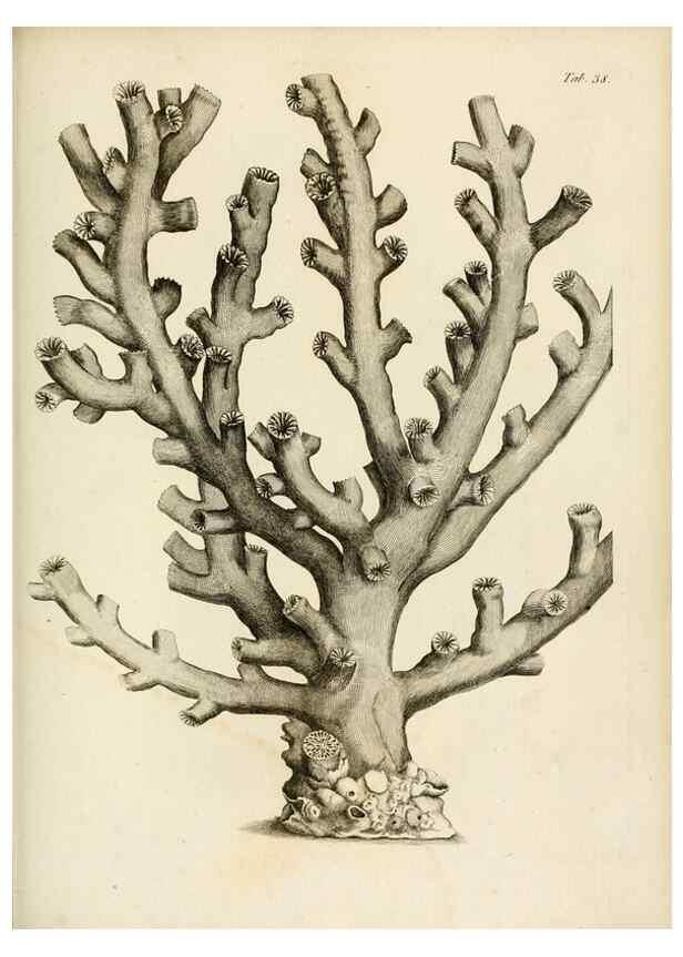 Reproducción/Reproduction 8423201767: Exposition méthodique des genres de l'ordre des polypiers :. Paris :Agasse,1821.