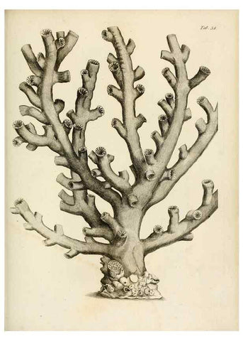 Reproducción/Reproduction 8423201767: Exposition méthodique des genres de l'ordre des polypiers :. Paris :Agasse,1821.