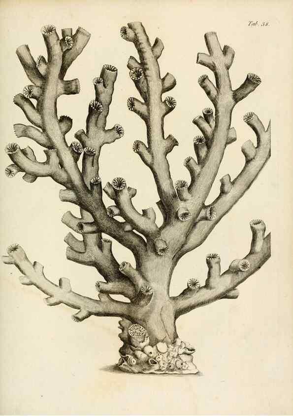 Reproducción/Reproduction 8423201767: Exposition méthodique des genres de l'ordre des polypiers :. Paris :Agasse,1821.