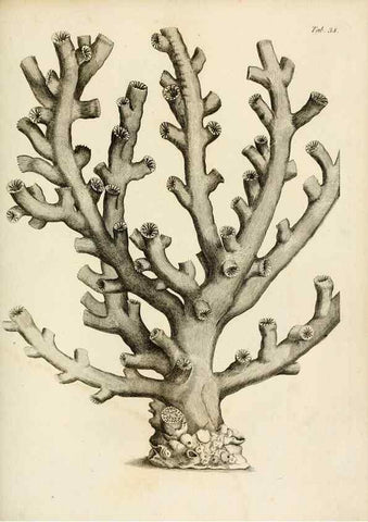 Reproducción/Reproduction 8423201767: Exposition méthodique des genres de l'ordre des polypiers :. Paris :Agasse,1821.