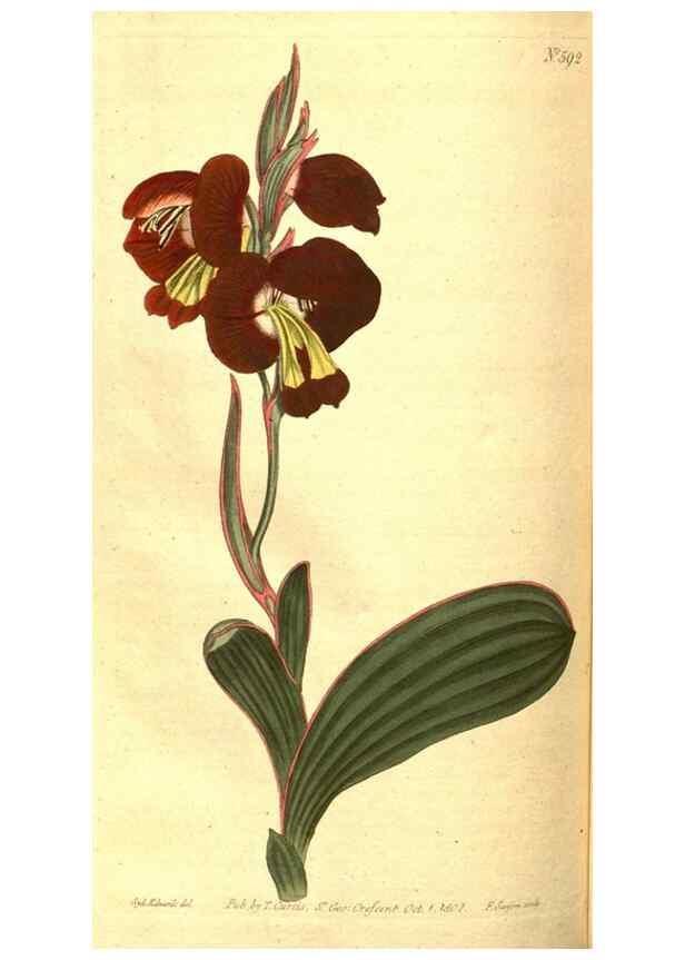Reproducción/Reproduction 8413298947: Curtis's botanical magazine.. London ;New York [etc.] :Academic Press [etc.]