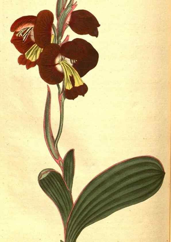 Reproducción/Reproduction 8413298947: Curtis's botanical magazine.. London ;New York [etc.] :Academic Press [etc.]